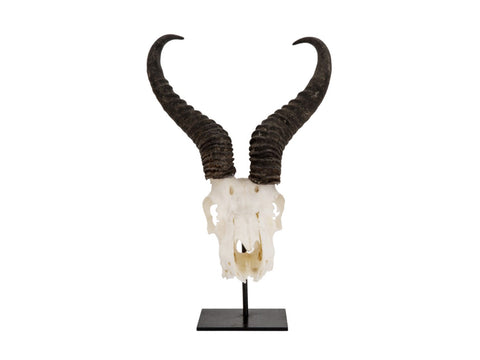 Springbok Skull on Stand